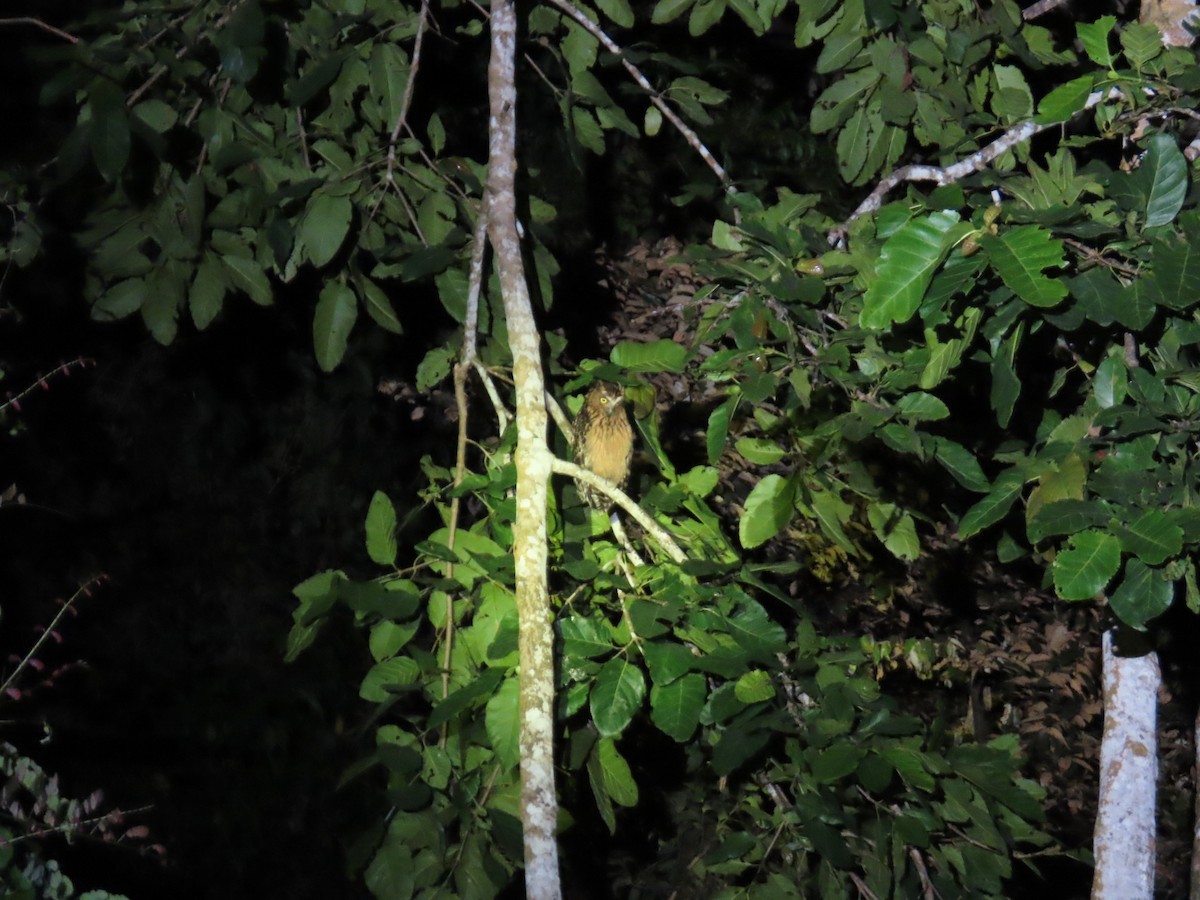 Buffy Fish-Owl - ML628794933