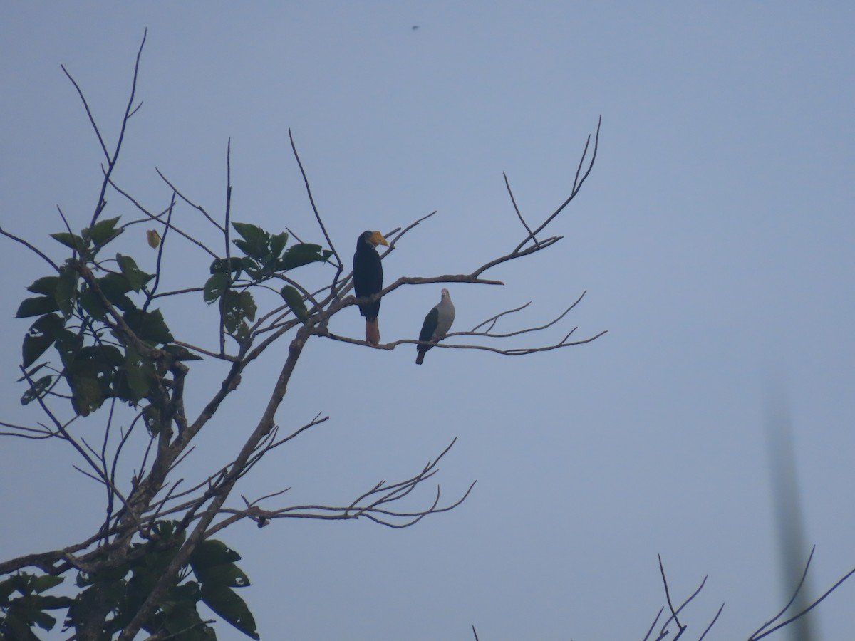 Wrinkled Hornbill - ML628795148