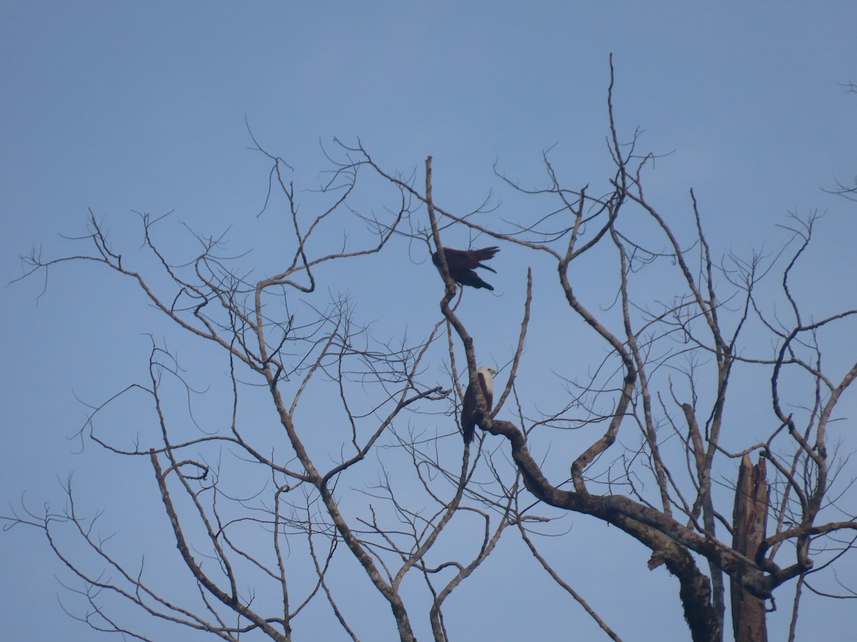 Brahminy Kite - ML628795175