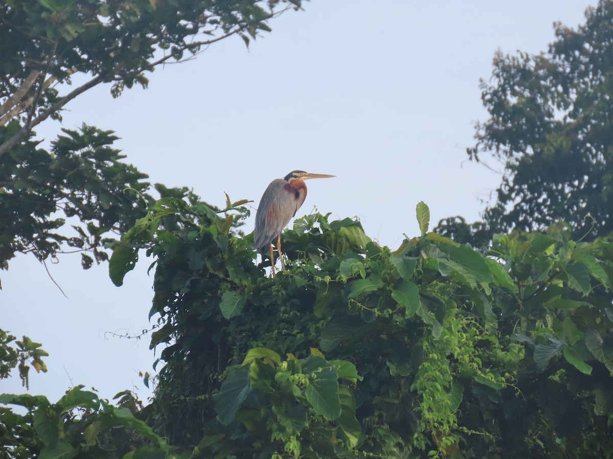 Purple Heron (Purple) - ML628795206