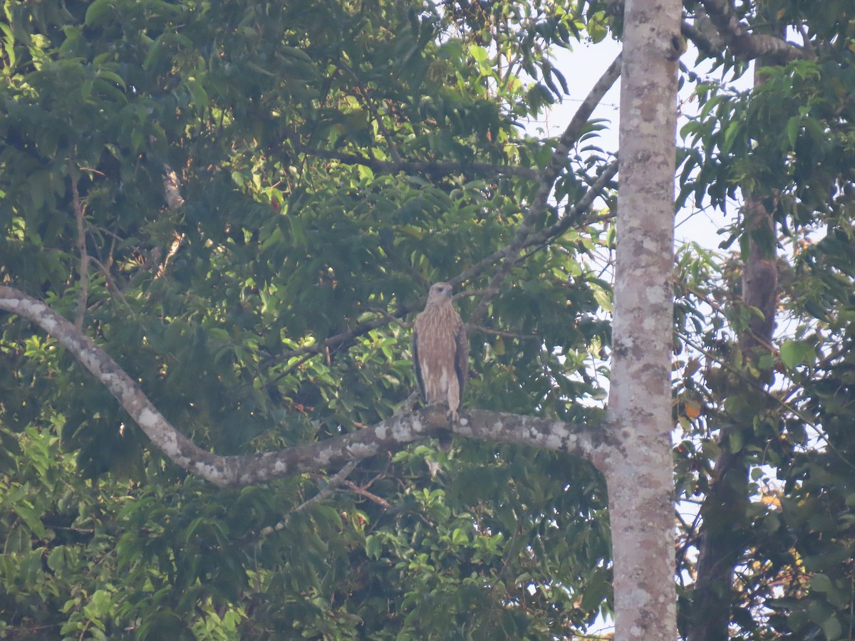 Gray-headed Fish-Eagle - ML628795238