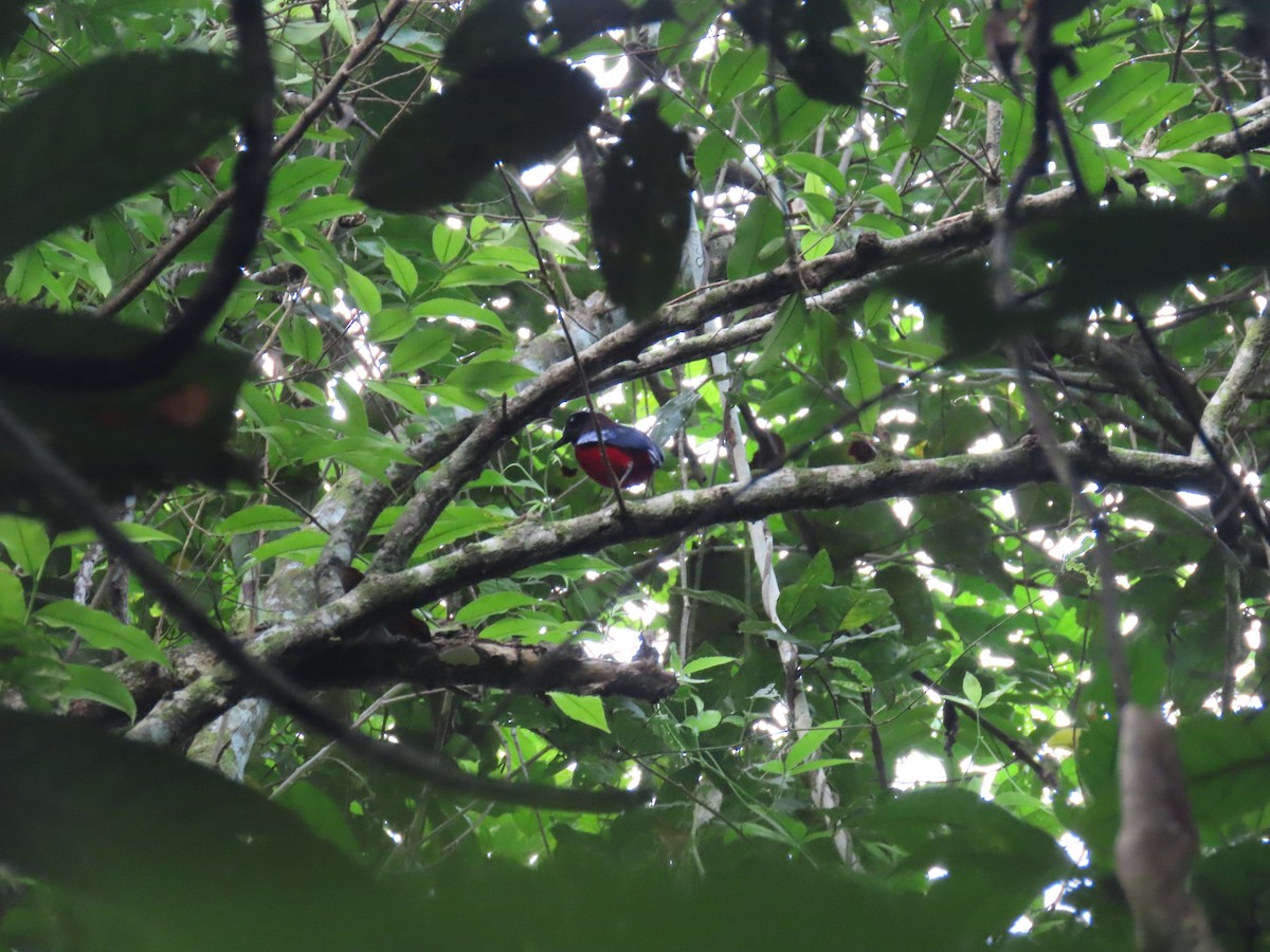 Black-crowned Pitta - ML628795267