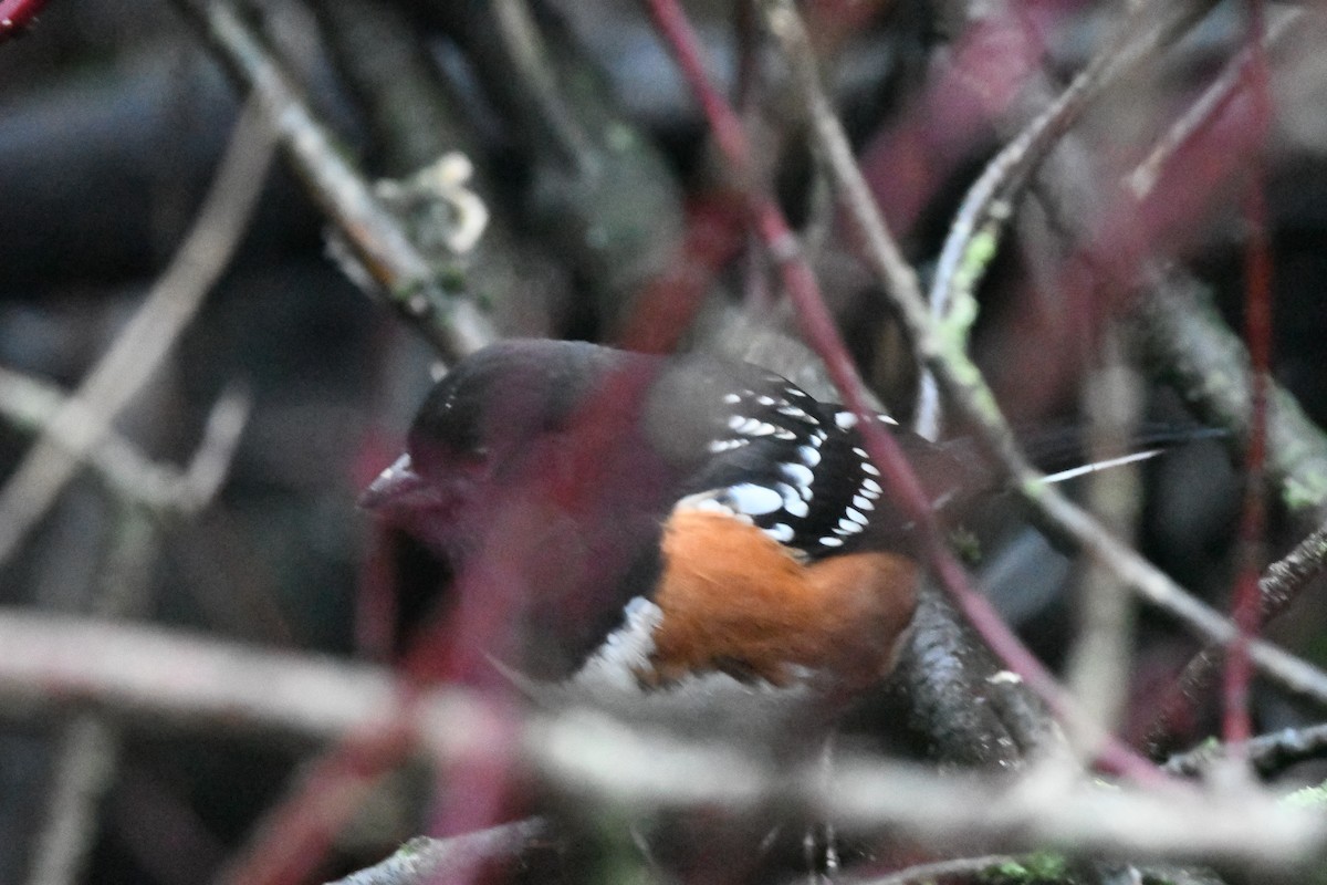 Spotted Towhee (maculatus Group) - ML628795438