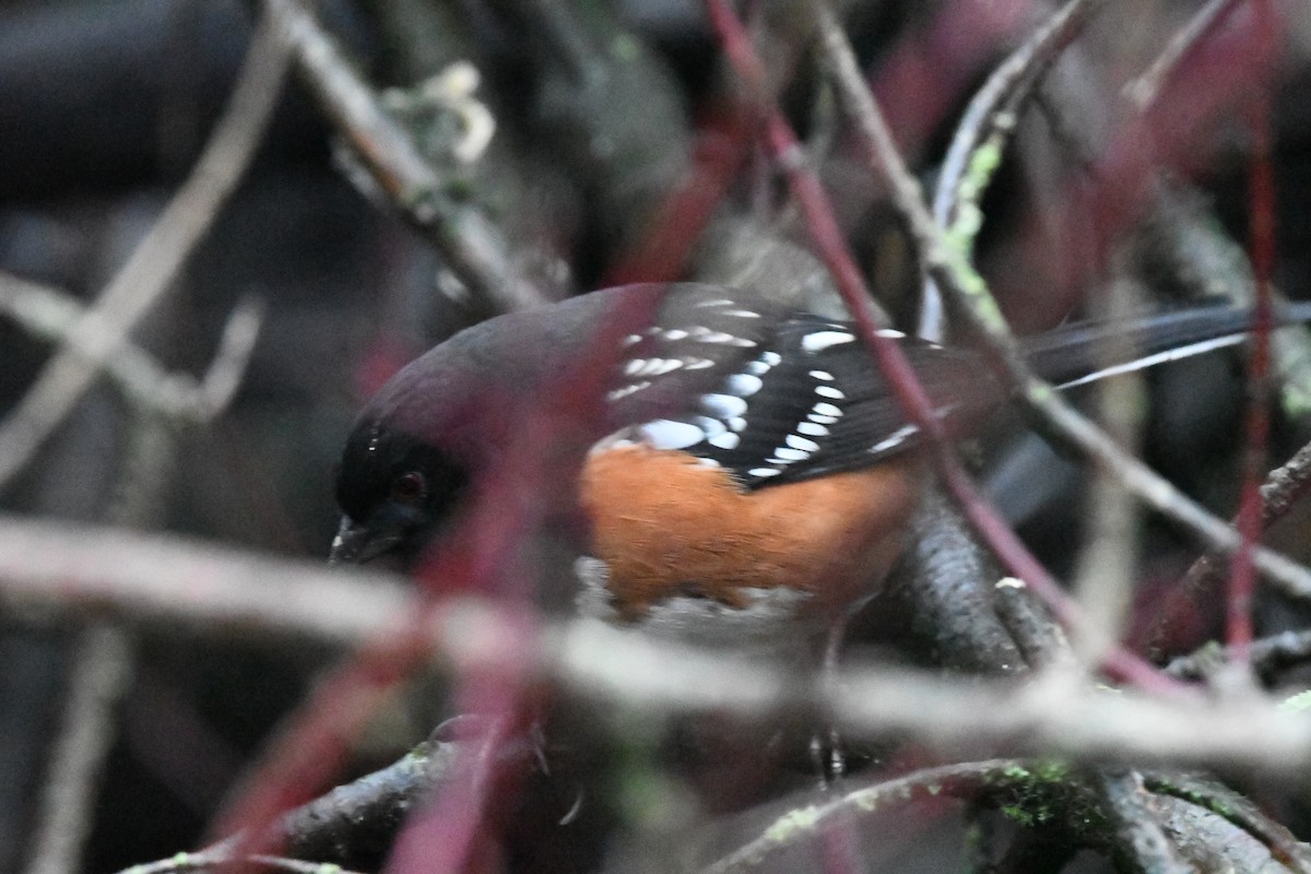 Spotted Towhee (maculatus Group) - ML628795439