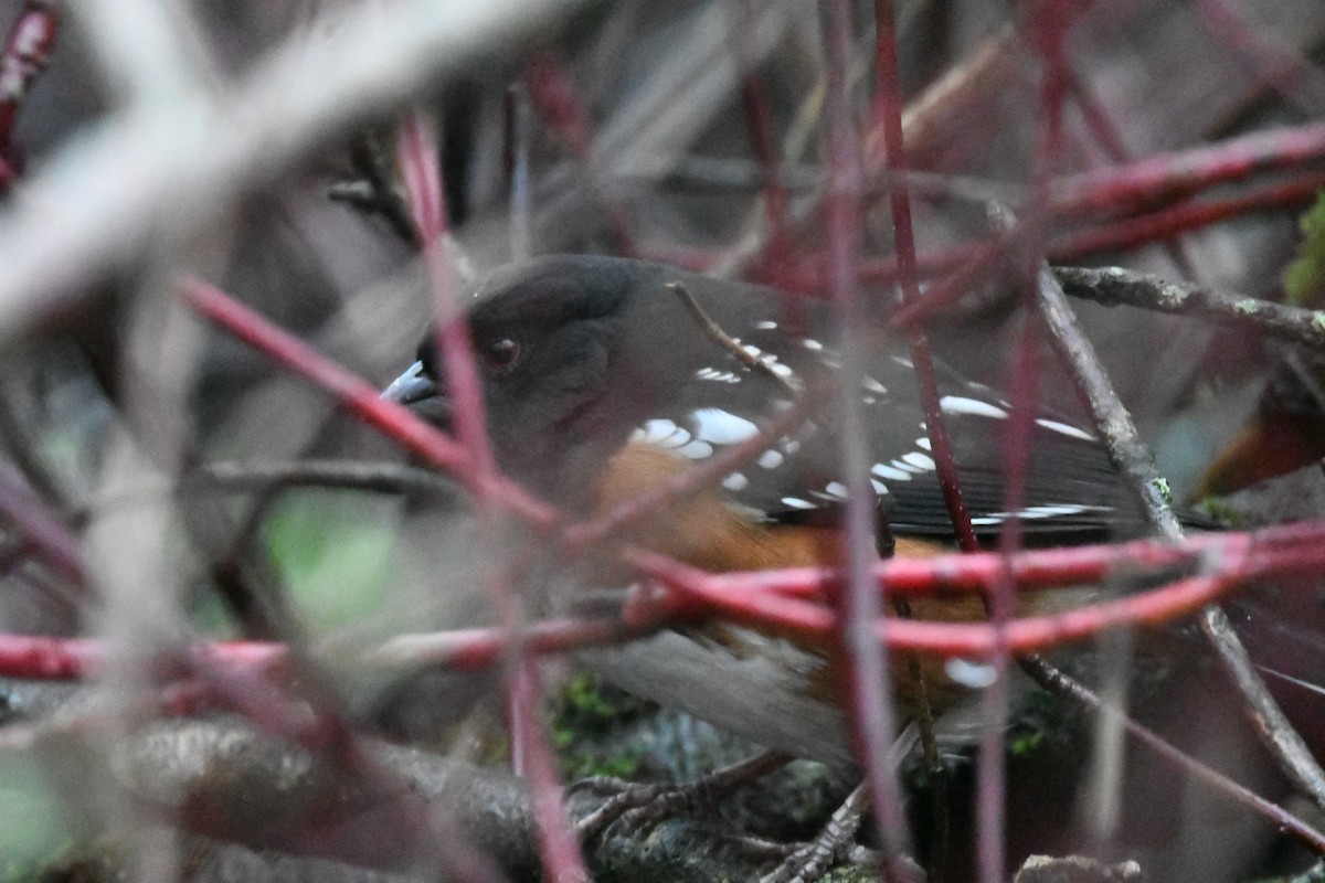 Spotted Towhee (maculatus Group) - ML628795440