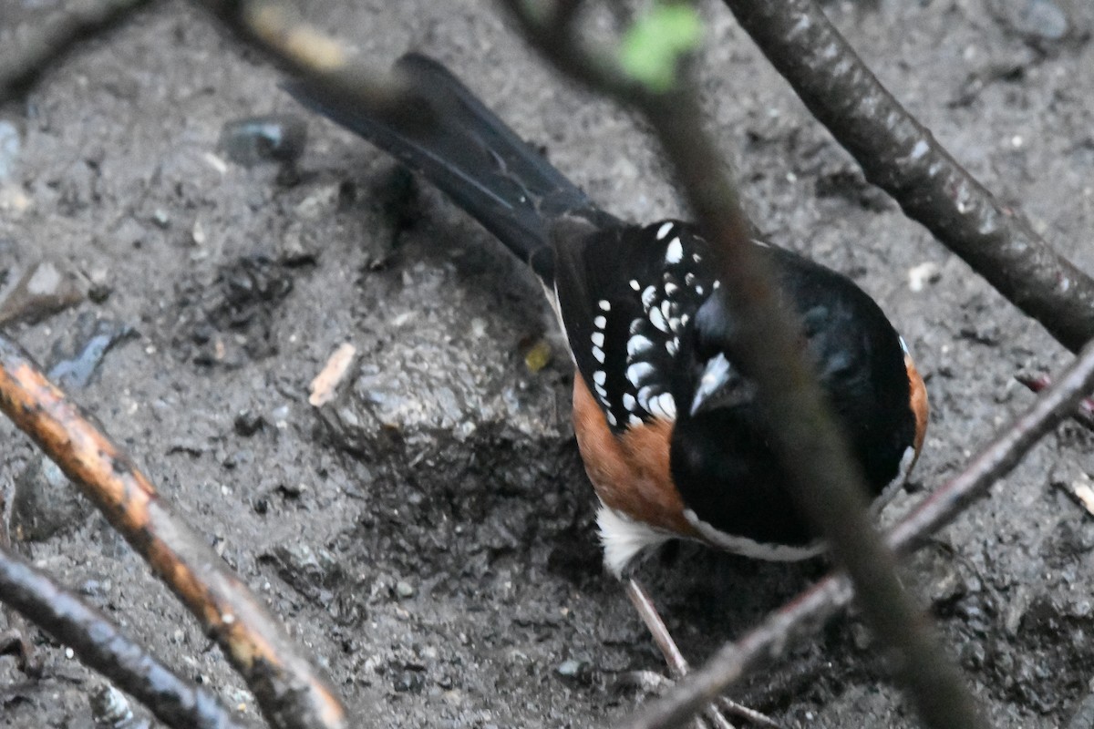 Spotted Towhee (maculatus Group) - ML628795442