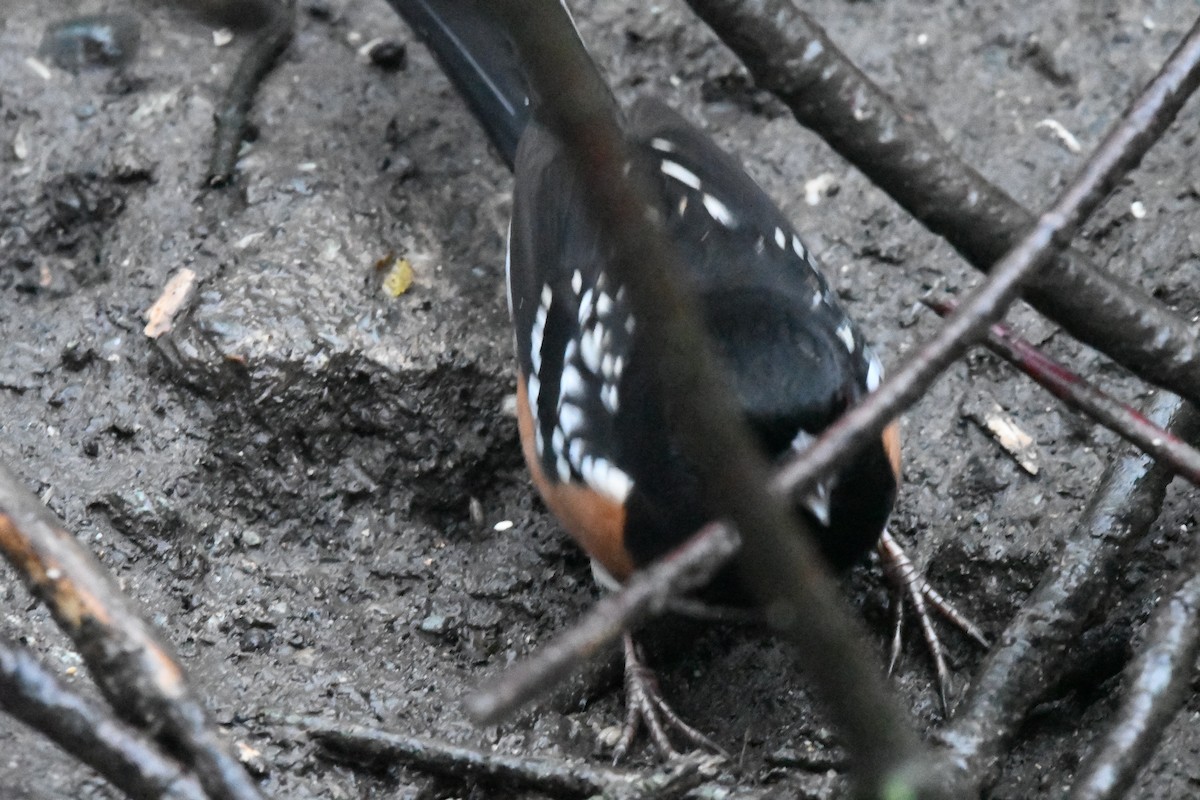 Spotted Towhee (maculatus Group) - ML628795443