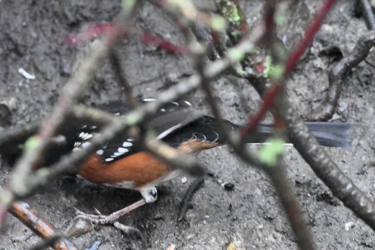 Spotted Towhee (maculatus Group) - ML628795444