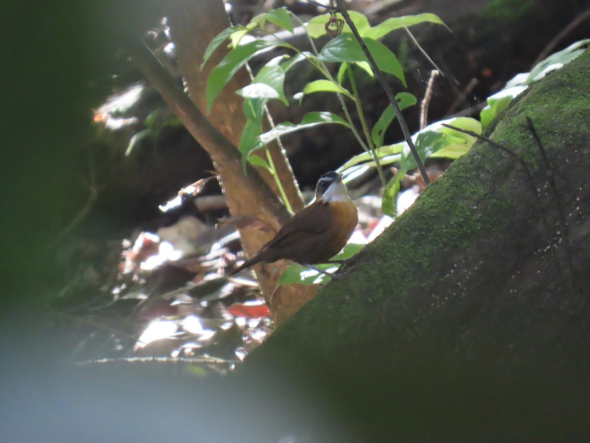 Bornean Black-capped Babbler - ML628795817