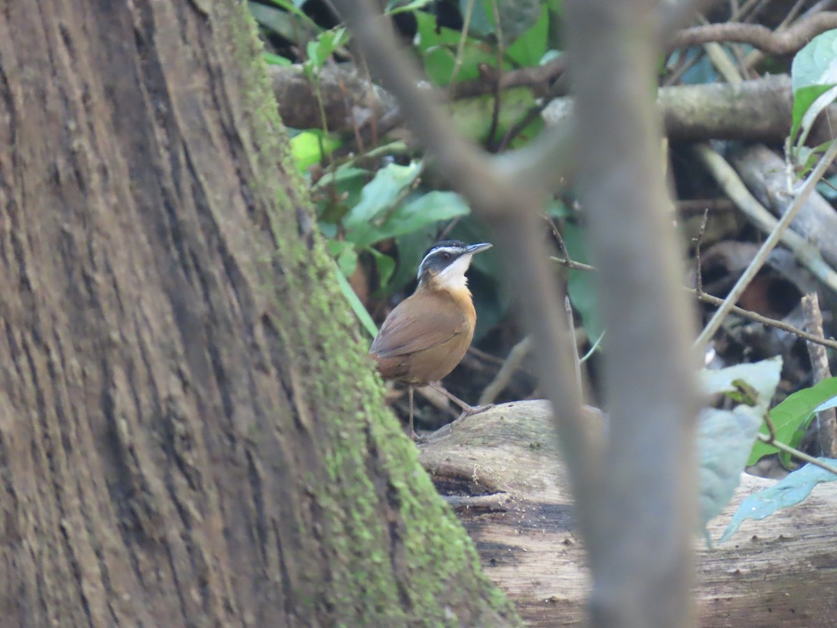 Bornean Black-capped Babbler - ML628795839