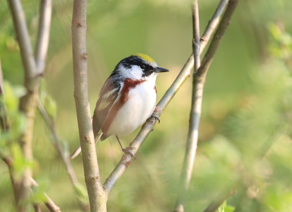 Chestnut-sided Warbler - ML628795842