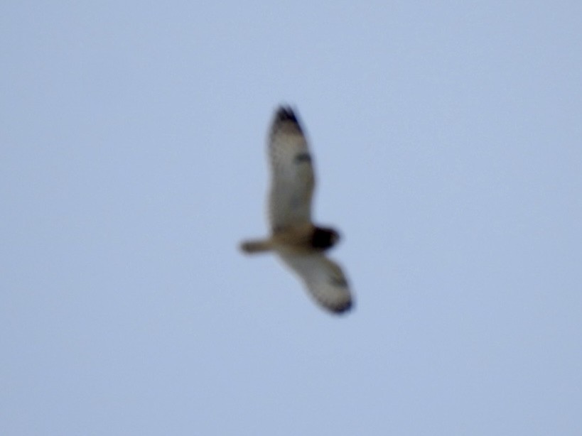Hibou des marais - ML628795855