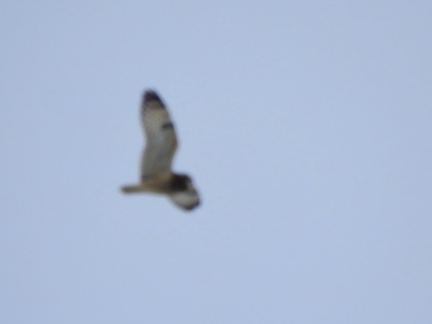 Hibou des marais - ML628795856