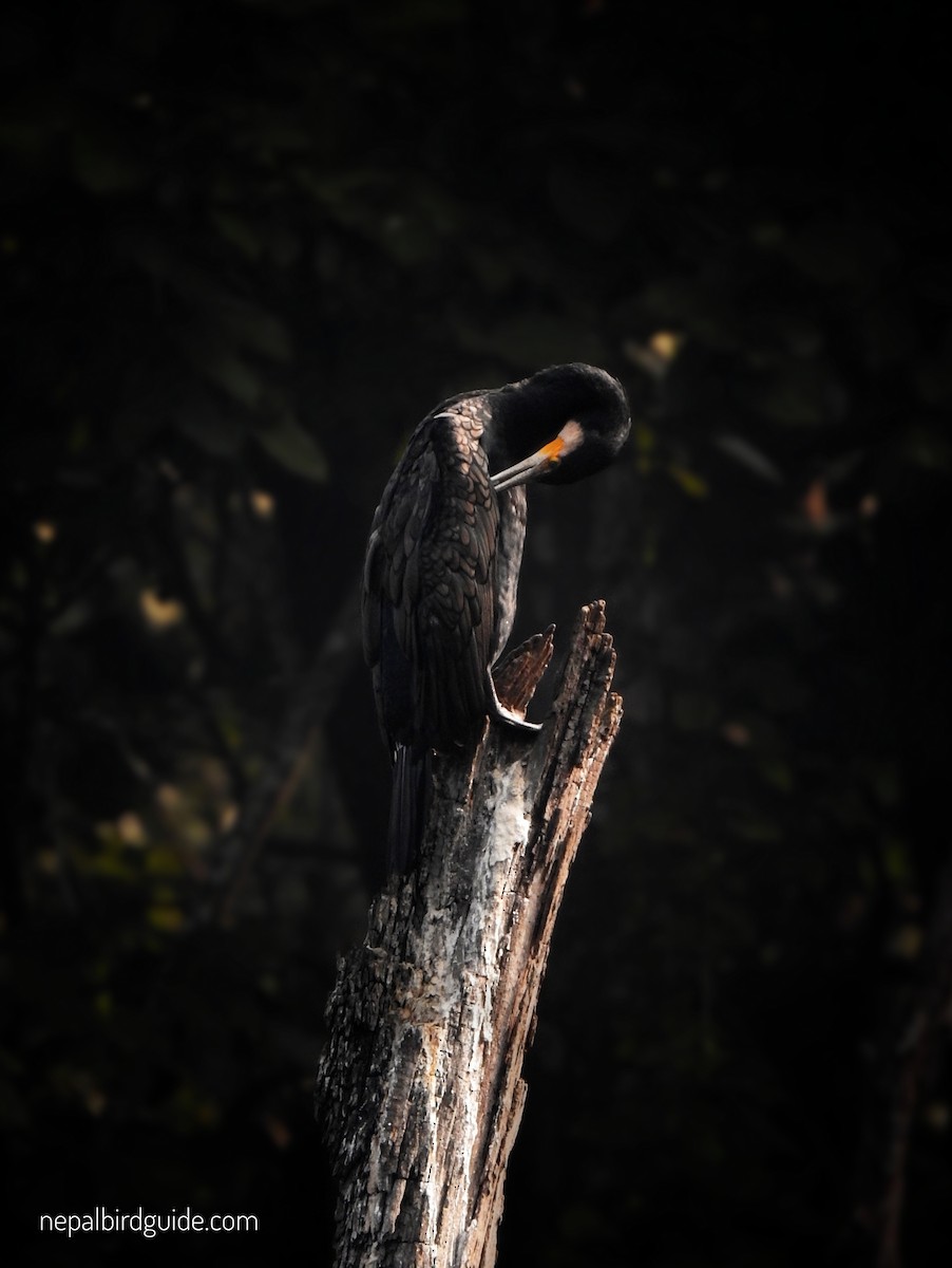 Great Cormorant - ML628795988