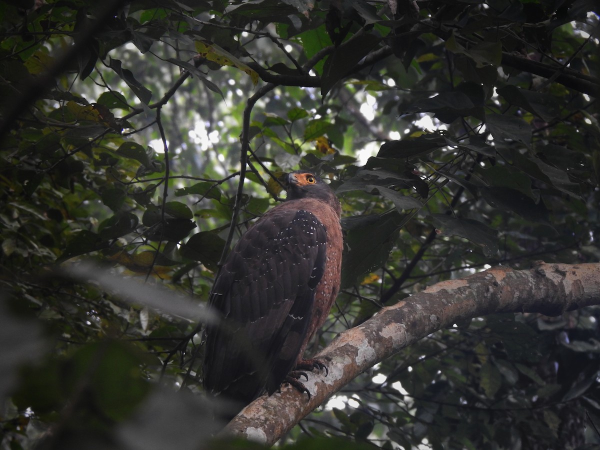 Crested Serpent-Eagle - ML628796005