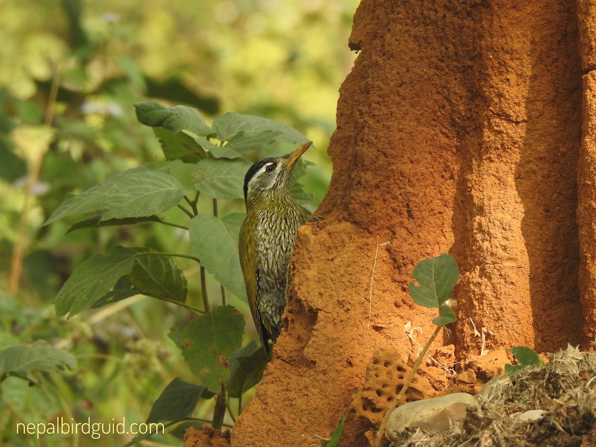 Streak-throated Woodpecker - ML628796016