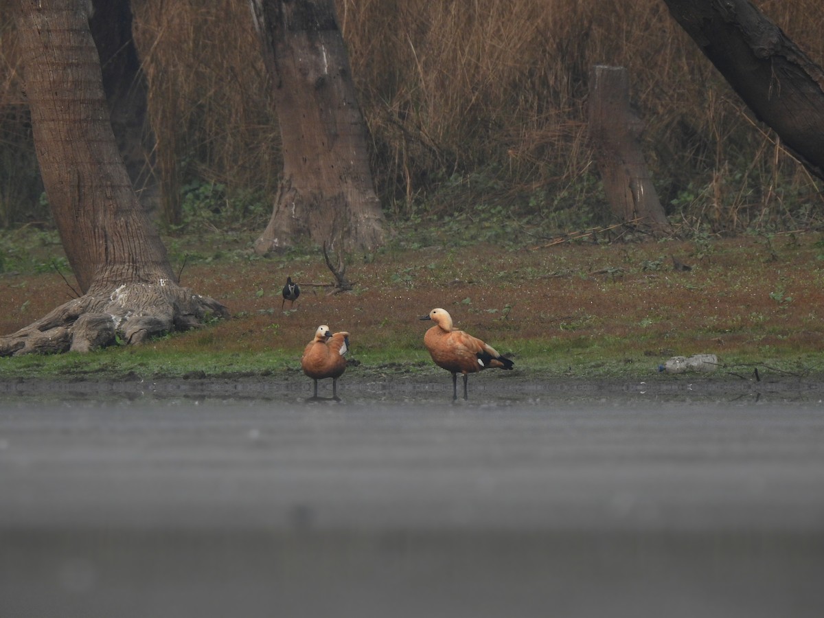 Ruddy Shelduck - ML628796028