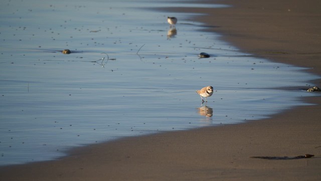 Snowy Plover - ML628796054
