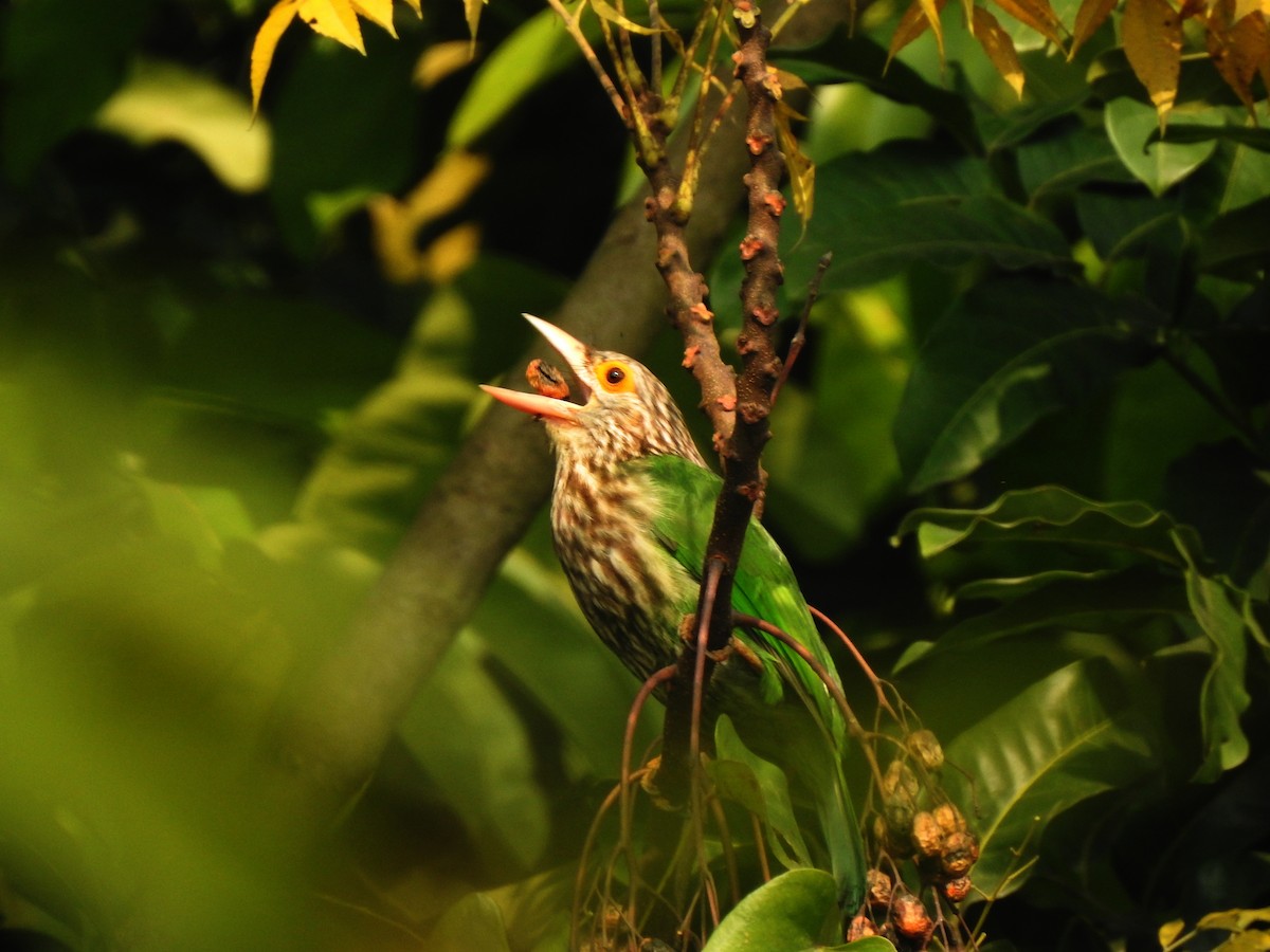 Lineated Barbet - ML628796133