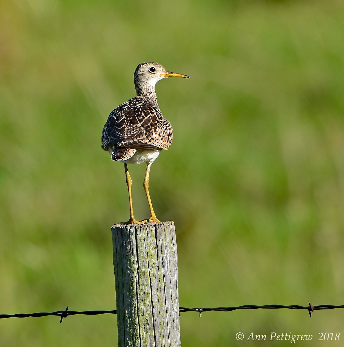 Upland Sandpiper - ML628796285