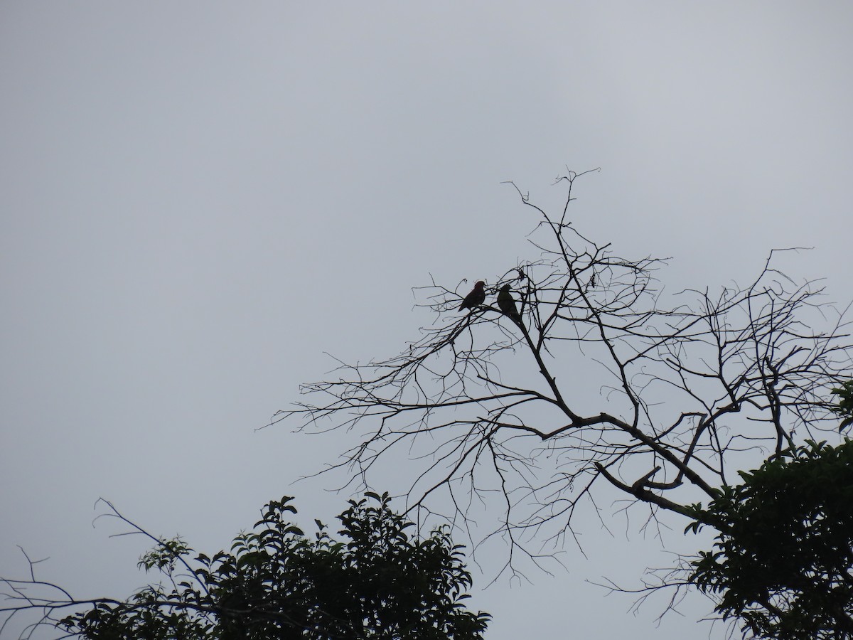 Cinnamon-headed Green-Pigeon - ML628796400