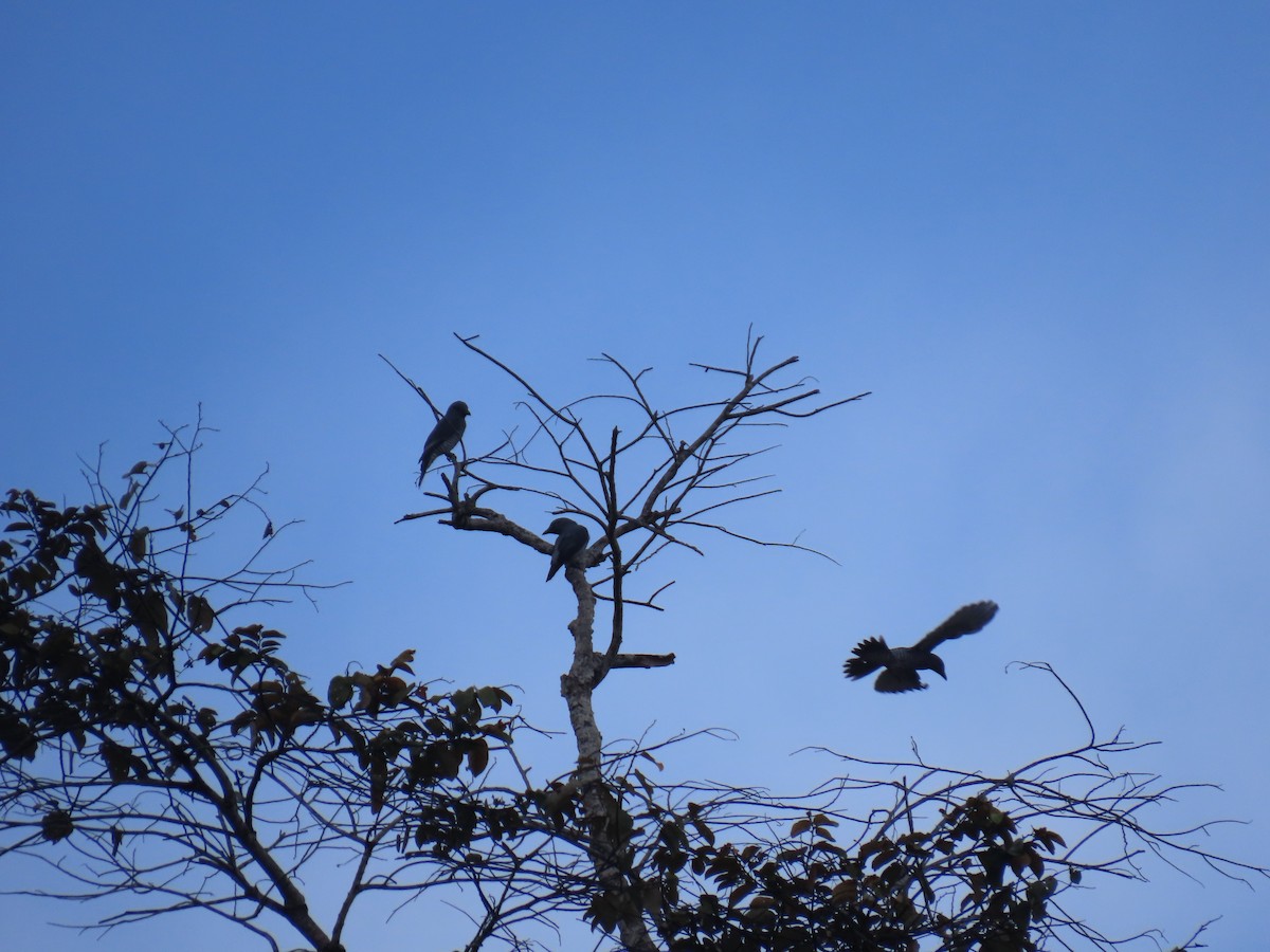 Bar-bellied Cuckooshrike - ML628796428