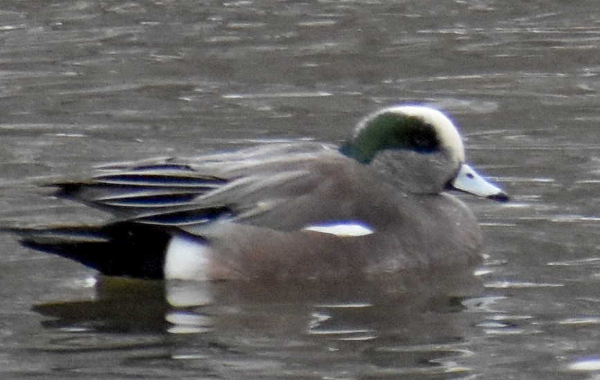 American Wigeon - ML628796468