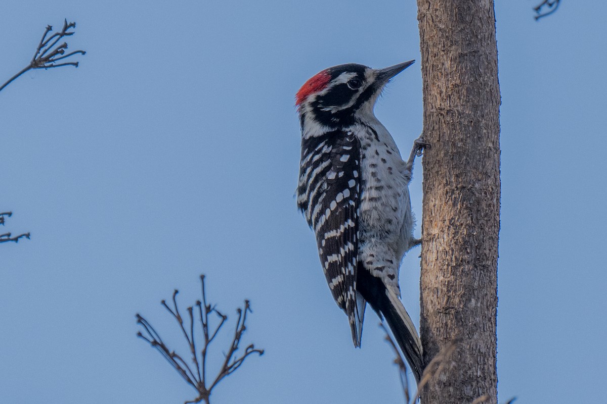 Nuttall's Woodpecker - ML628796511