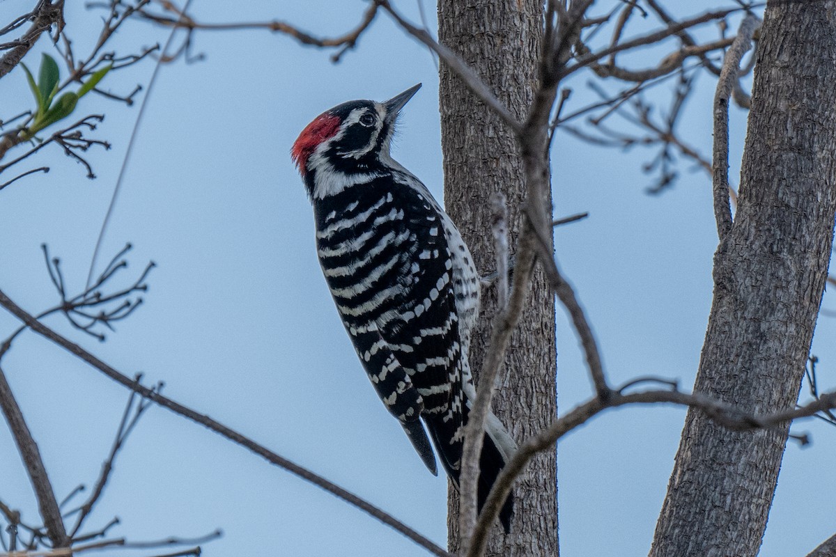 Nuttall's Woodpecker - ML628796512