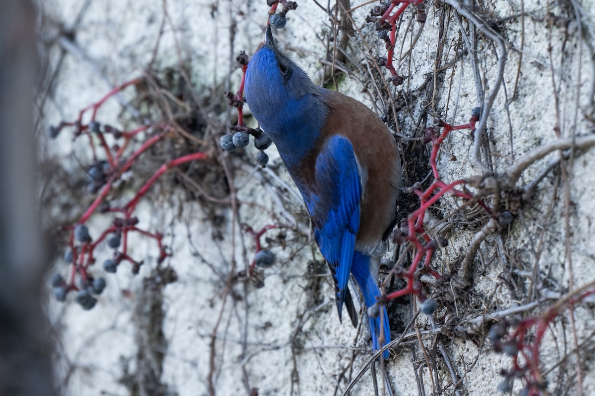 Western Bluebird - ML628796521