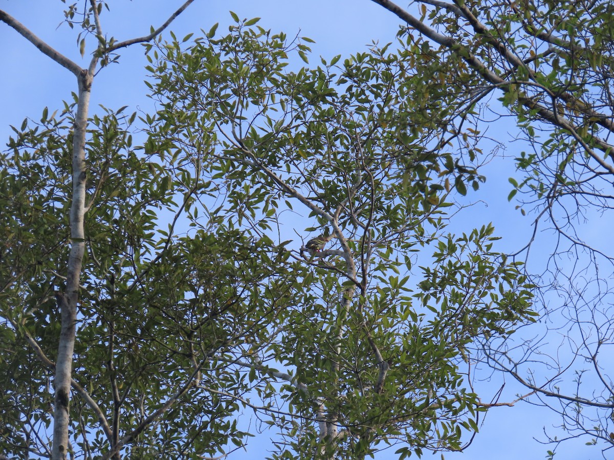 Cinnamon-headed Green-Pigeon - ML628796526