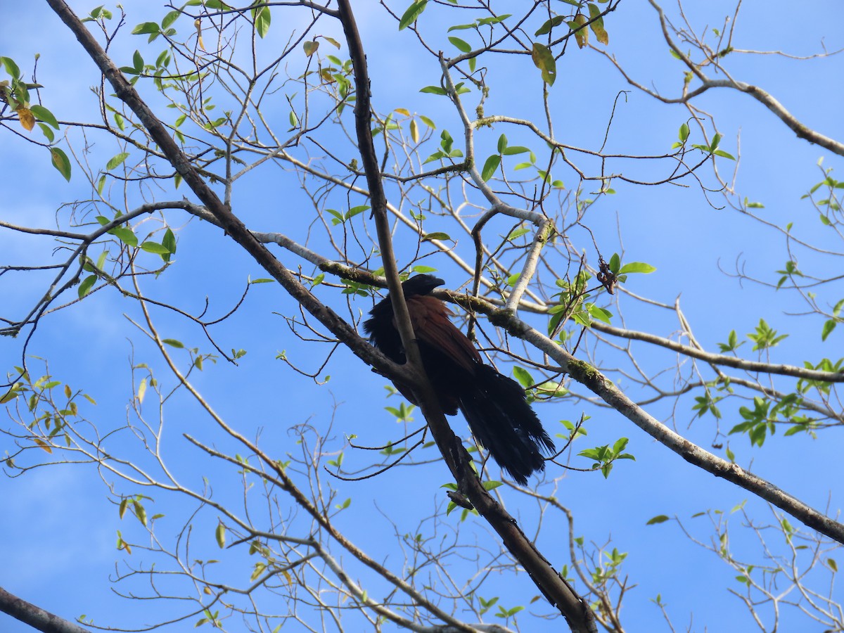 Greater Coucal (Greater) - ML628796558