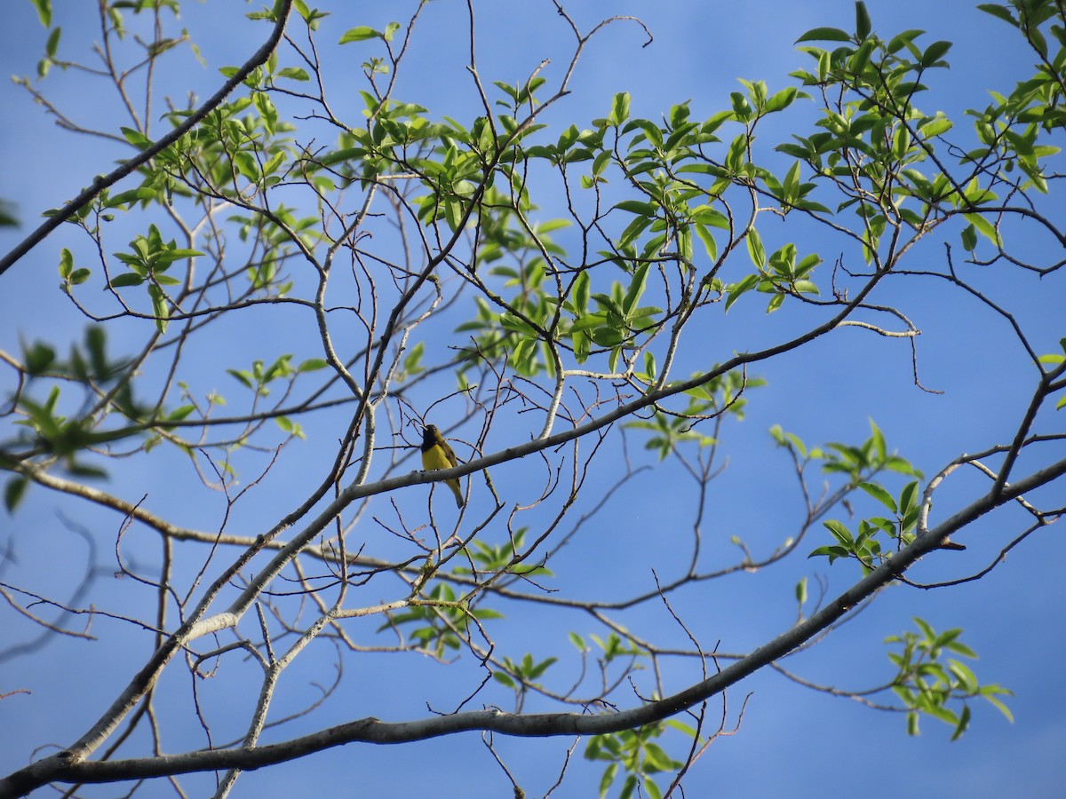 Ornate Sunbird (Ornate) - ML628796630