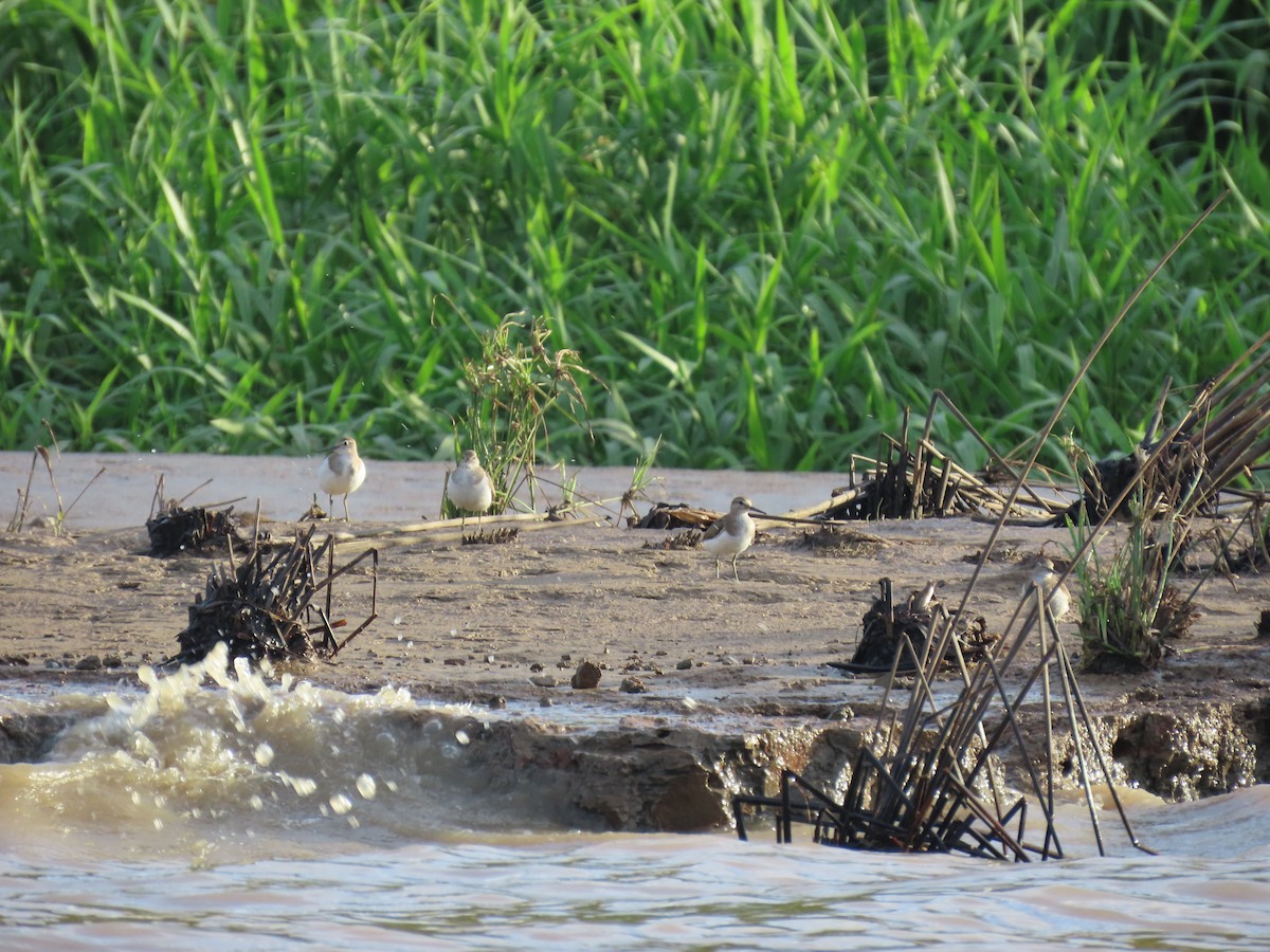 Common Sandpiper - ML628796651