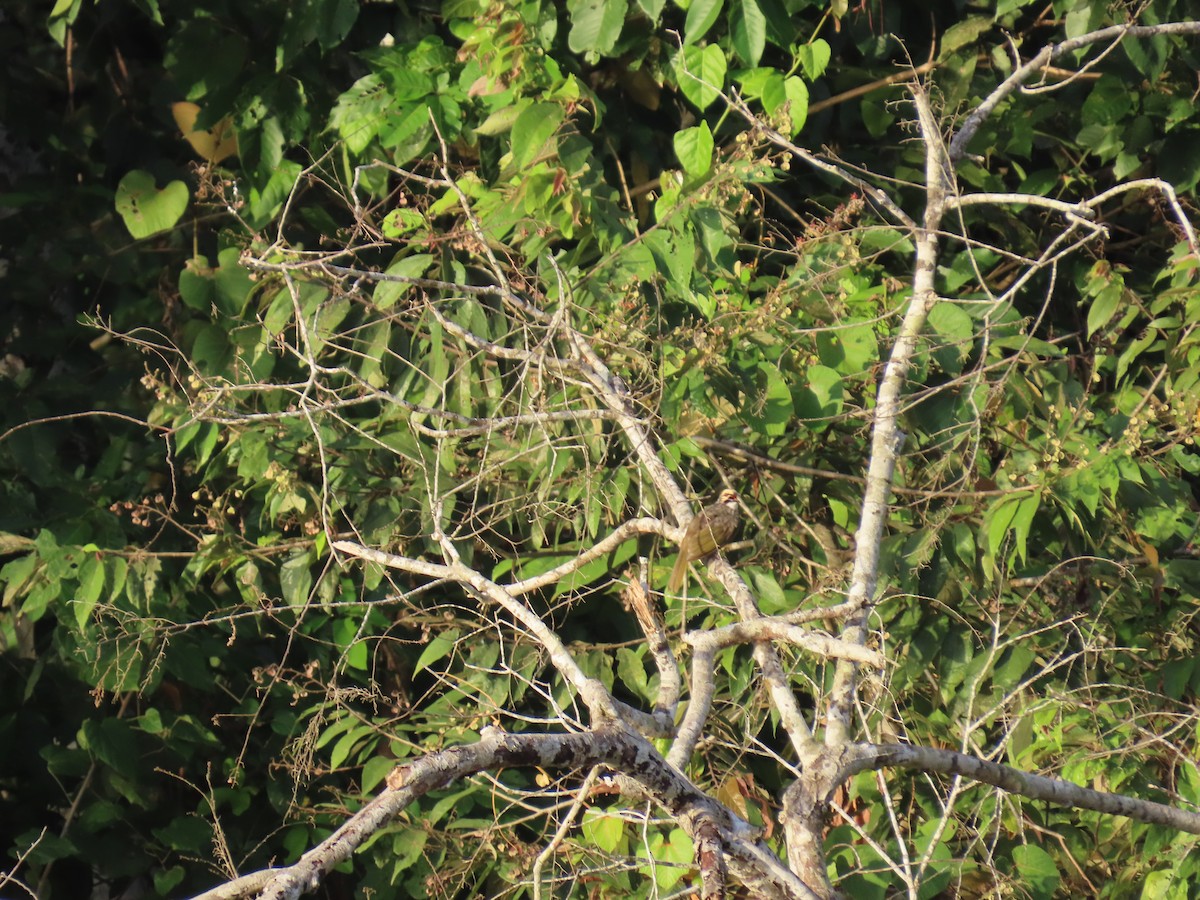 Straw-headed Bulbul - ML628796685