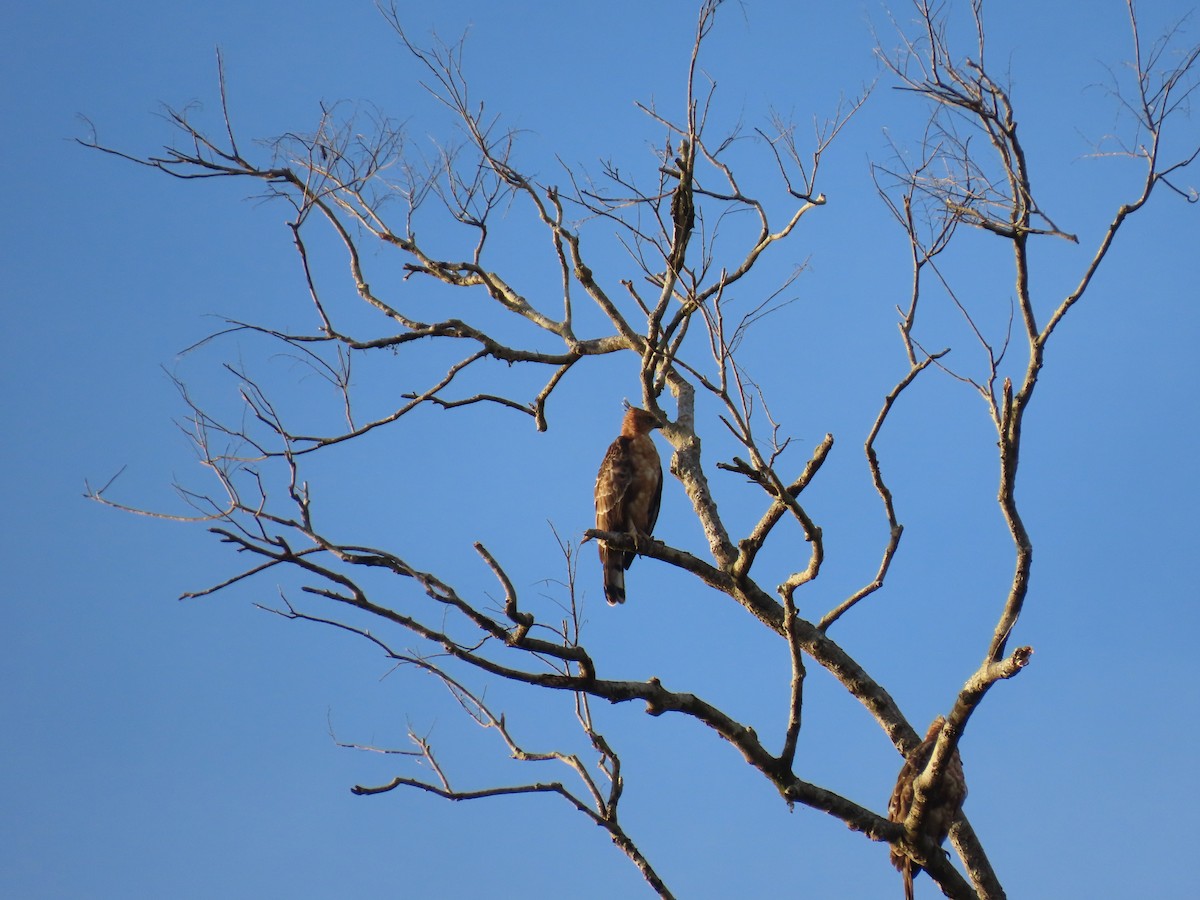 Wallace's Hawk-Eagle - ML628796719