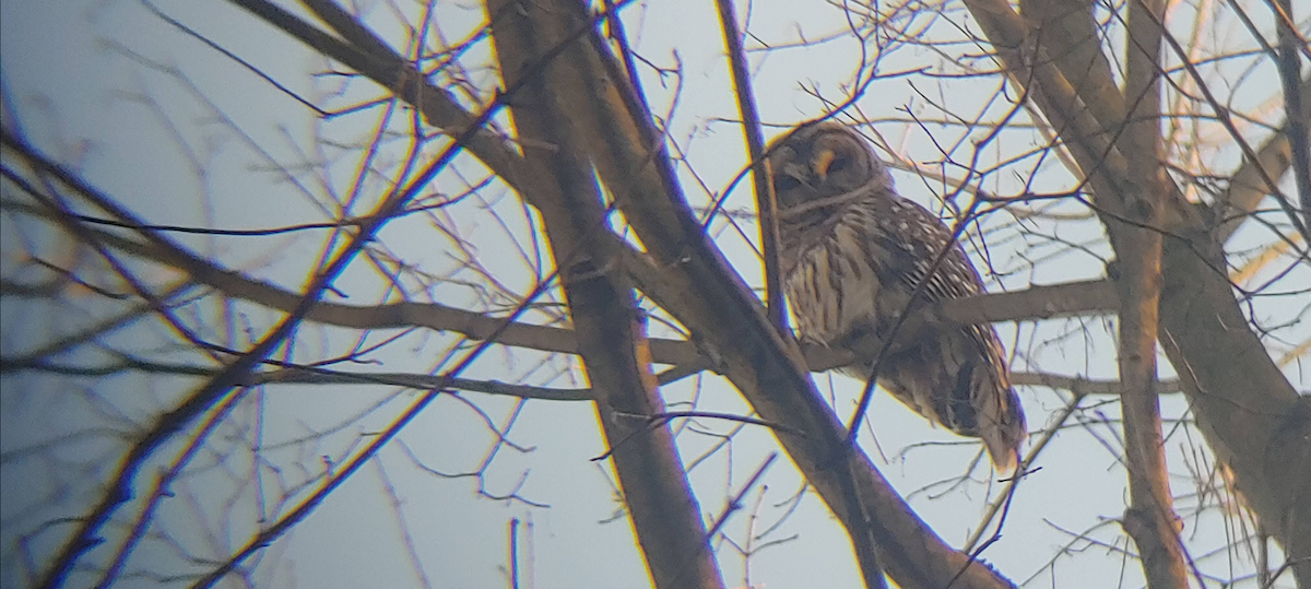 Barred Owl - ML628796760