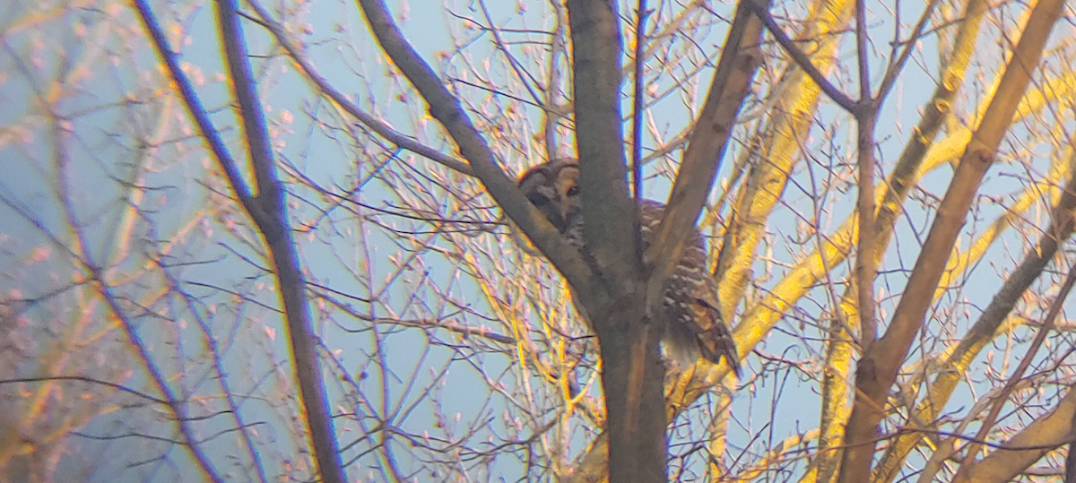 Barred Owl - ML628796762