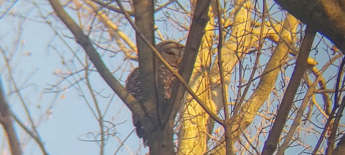 Barred Owl - ML628796765