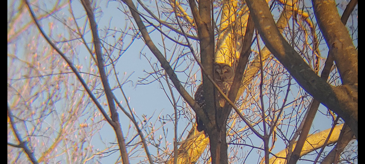 Barred Owl - ML628796767