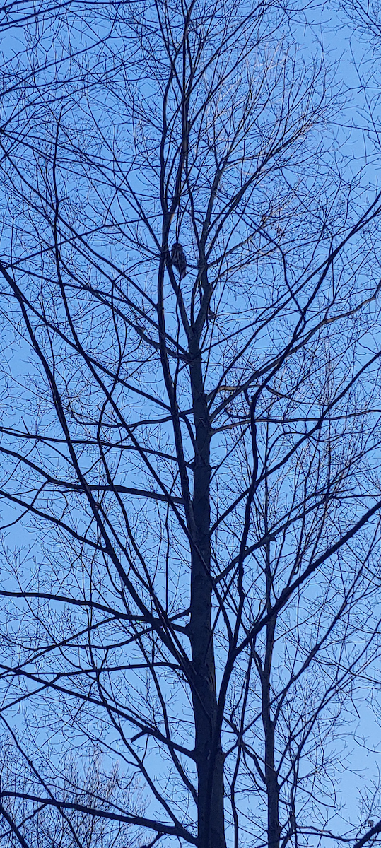 Barred Owl - ML628796769