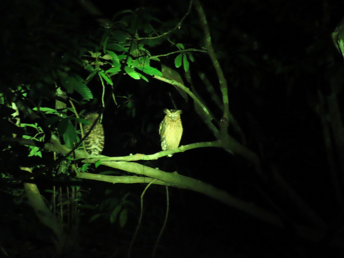 Buffy Fish-Owl - ML628796880