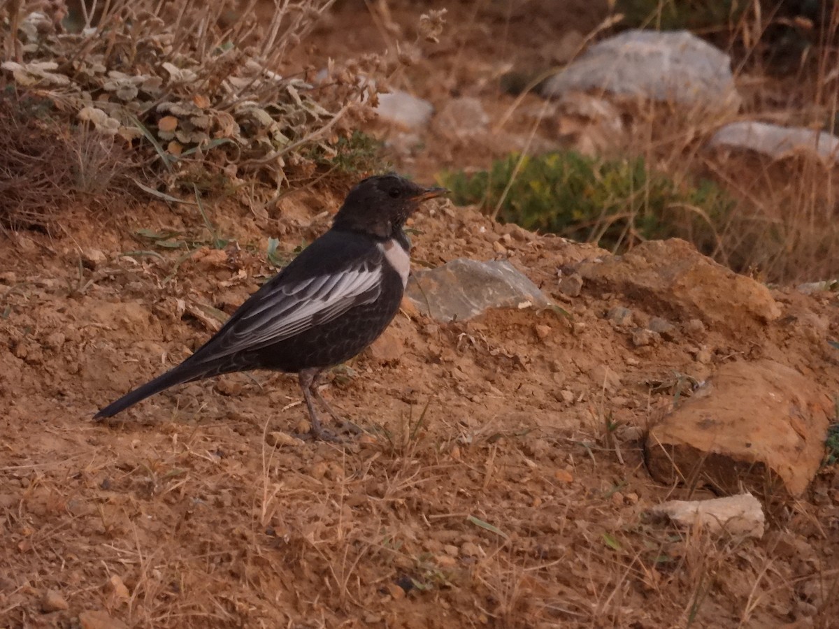 Ring Ouzel - Murat Akkaya