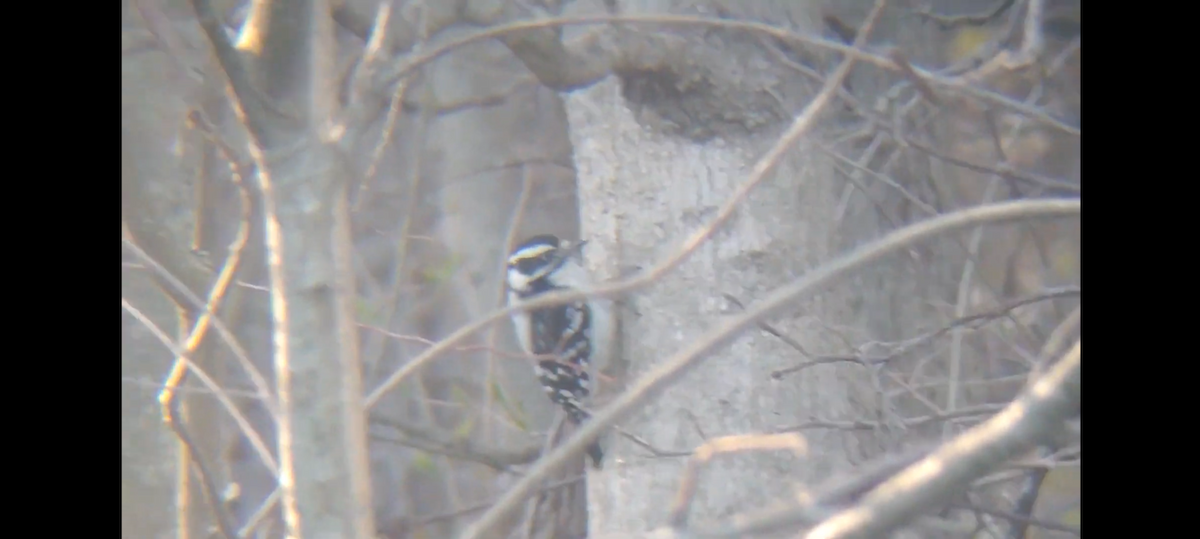 Downy Woodpecker (Eastern) - ML628796930