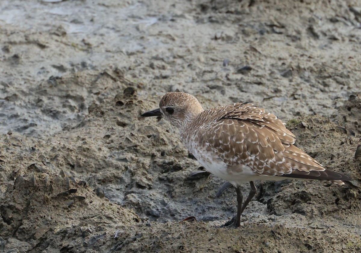 Black-bellied Plover - ML628797002