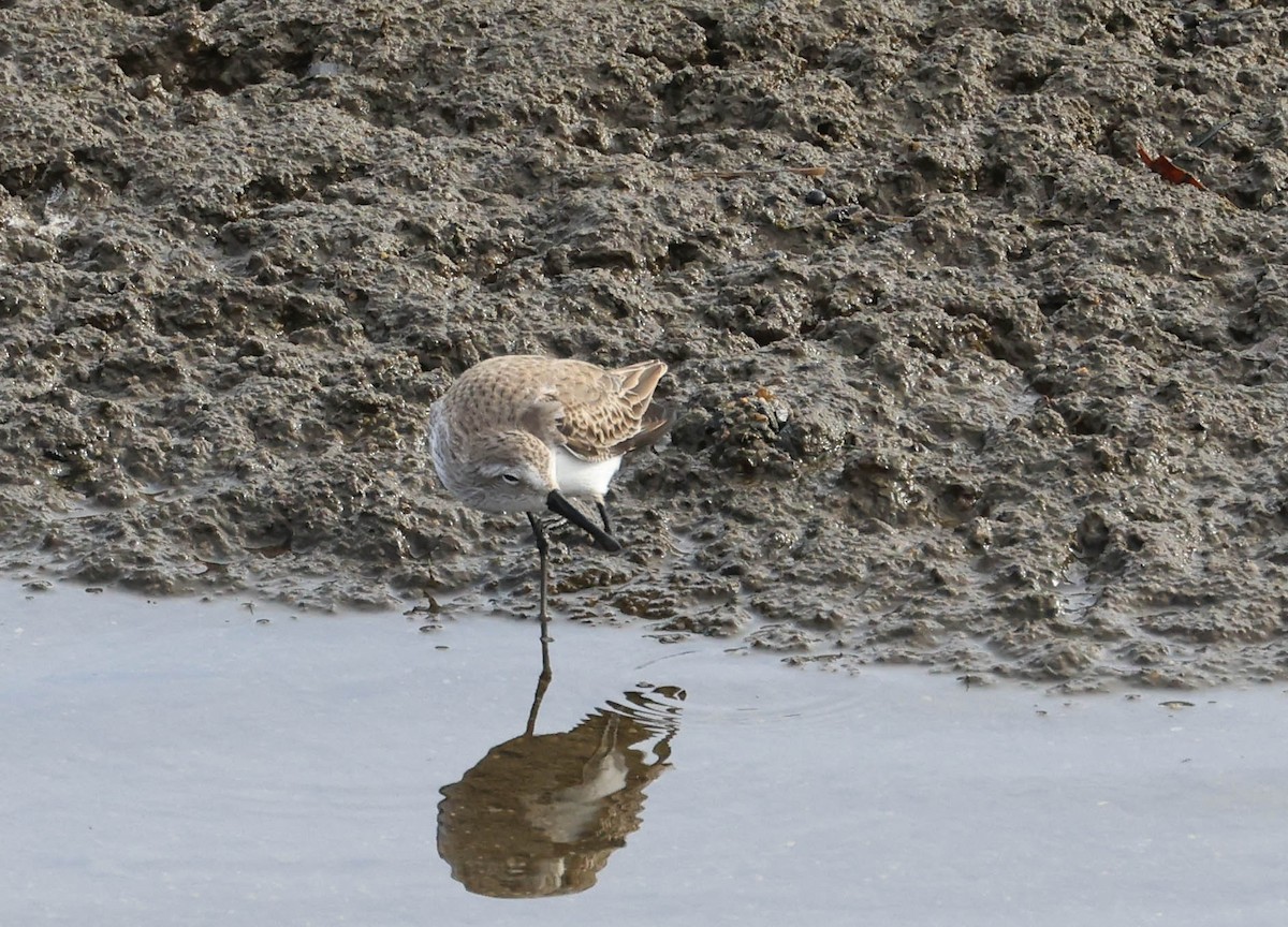 Dunlin - ML628797027
