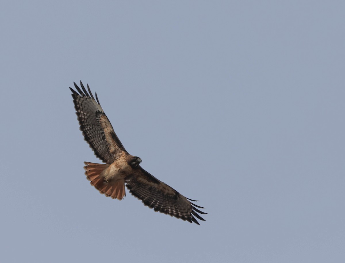 Red-tailed Hawk - ML628797040