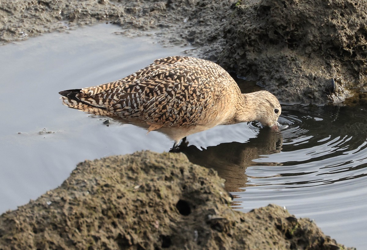 Marbled Godwit - ML628797044