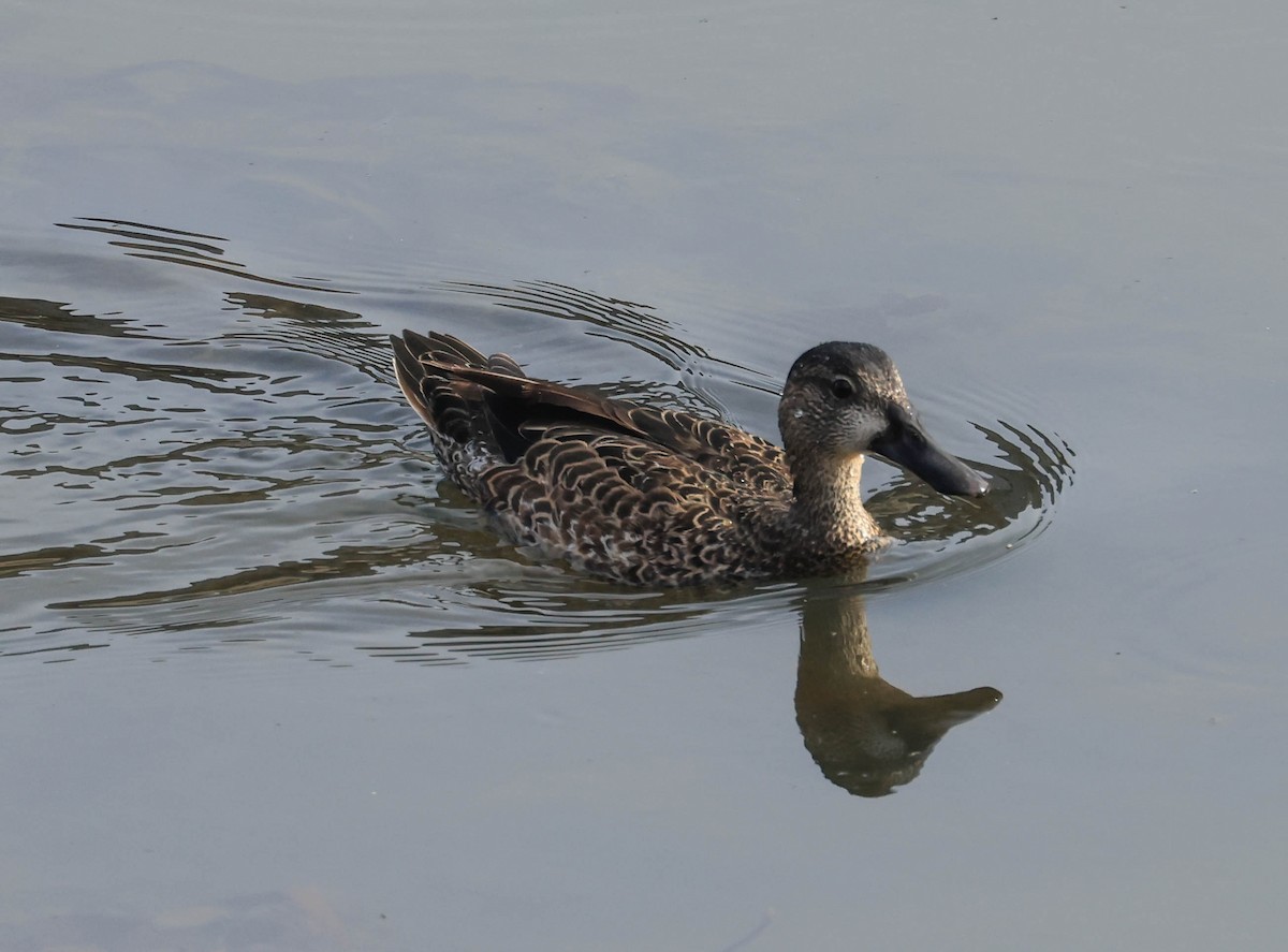 Blue-winged Teal - ML628797113