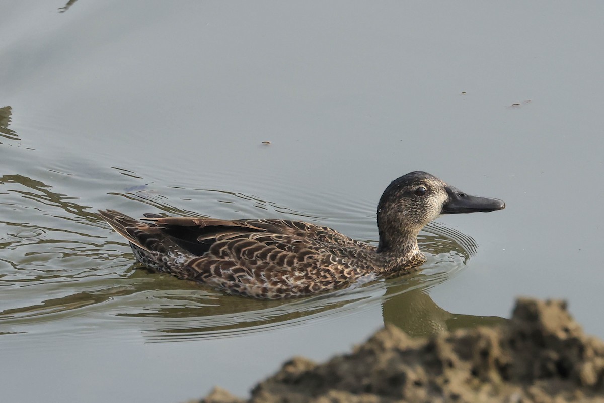 Blue-winged Teal - ML628797115